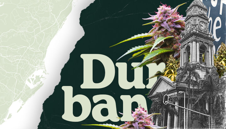 A Royal Queen Seeds Új Üzletet Nyit Durbanban, Dél-Afrikában A Royal Queen Seeds megérkezik Durbanba! Ez a kép a dél-afrikai üzletük megnyitóját mutatja be, prémium kannabiszmagokat és termesztési kellékeket kínálva a helyi termelőknek.